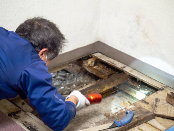 Best Crawl Space Mold Removal  in Chico, CA