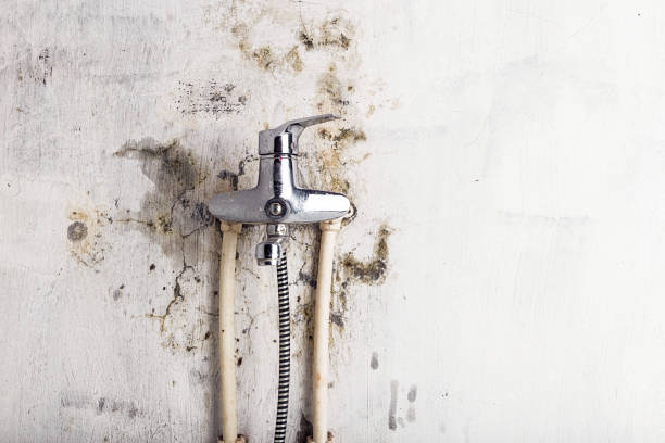 Mold Removal and Inspection in Chico, CA
