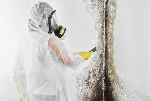 Best Commercial Mold Removal  in Chico, CA