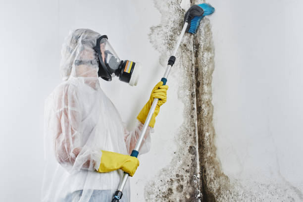 Attic Mold Removal in Chico, CA