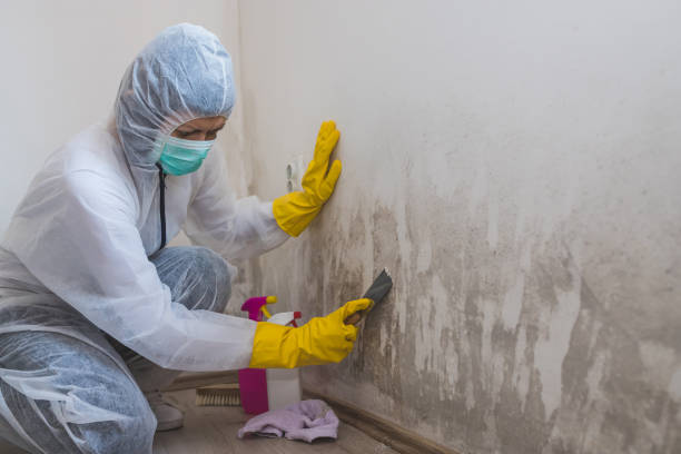 Best Mold Damage Repair  in Chico, CA