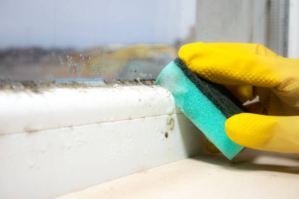 Professional Mold Removal in Chico, CA