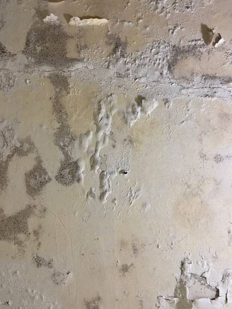 Mold Removal Process in Chico, CA