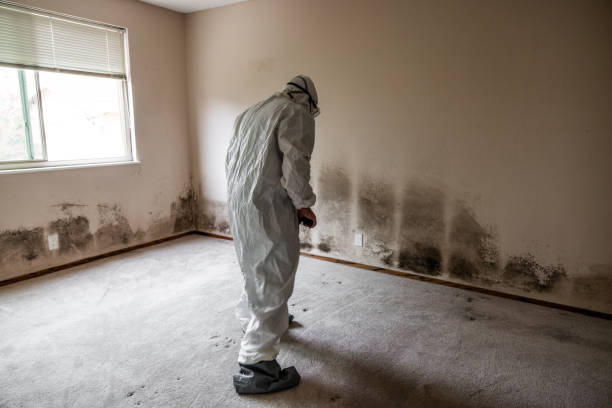 Best Mold Remediation Services  in Chico, CA