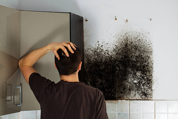 Best Office Mold Removal Services  in Chico, CA