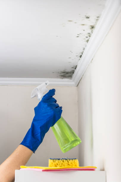 Best Attic Mold Removal  in Chico, CA